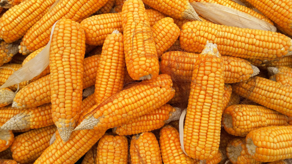 See More Corn Heat 283